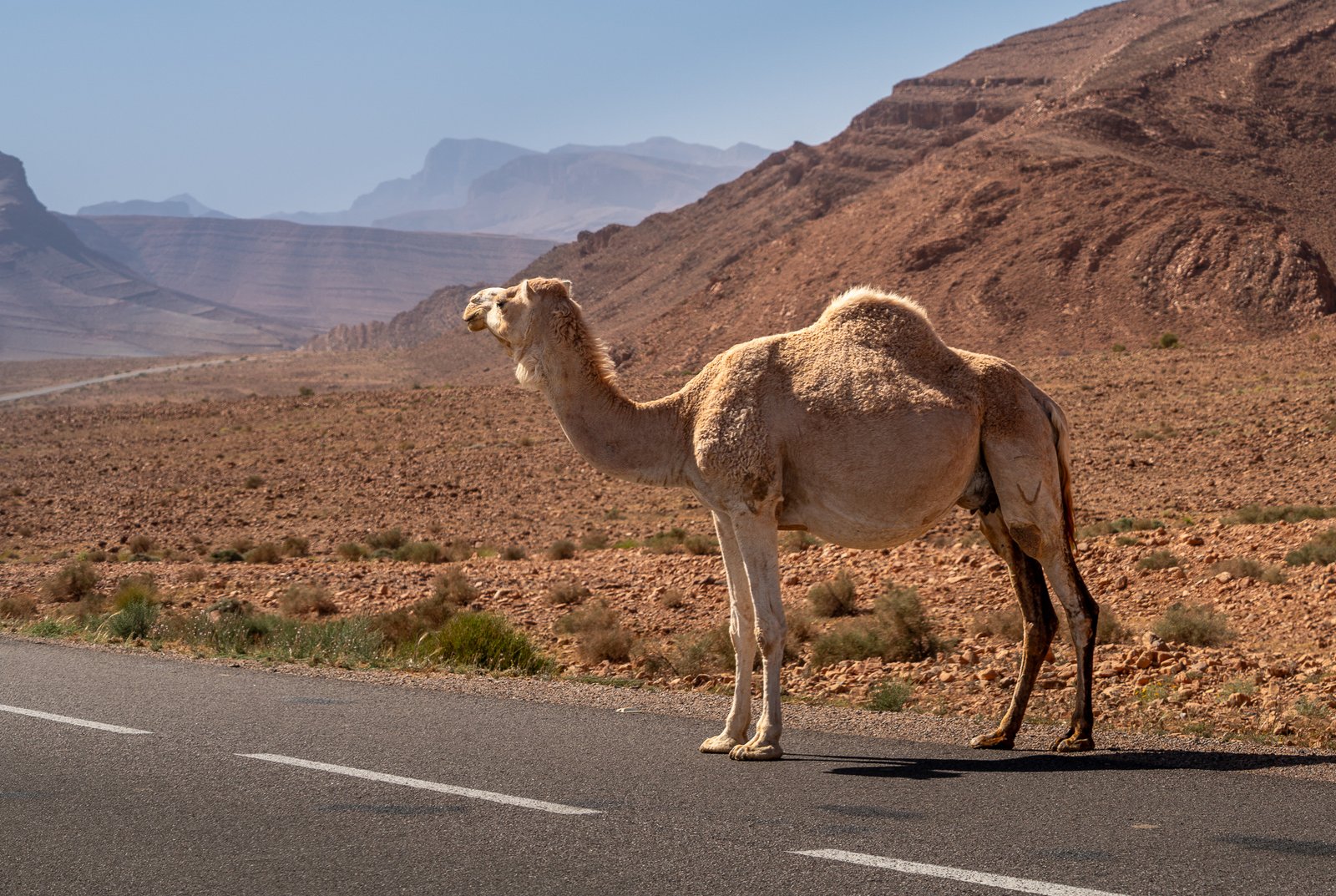 morocco camel