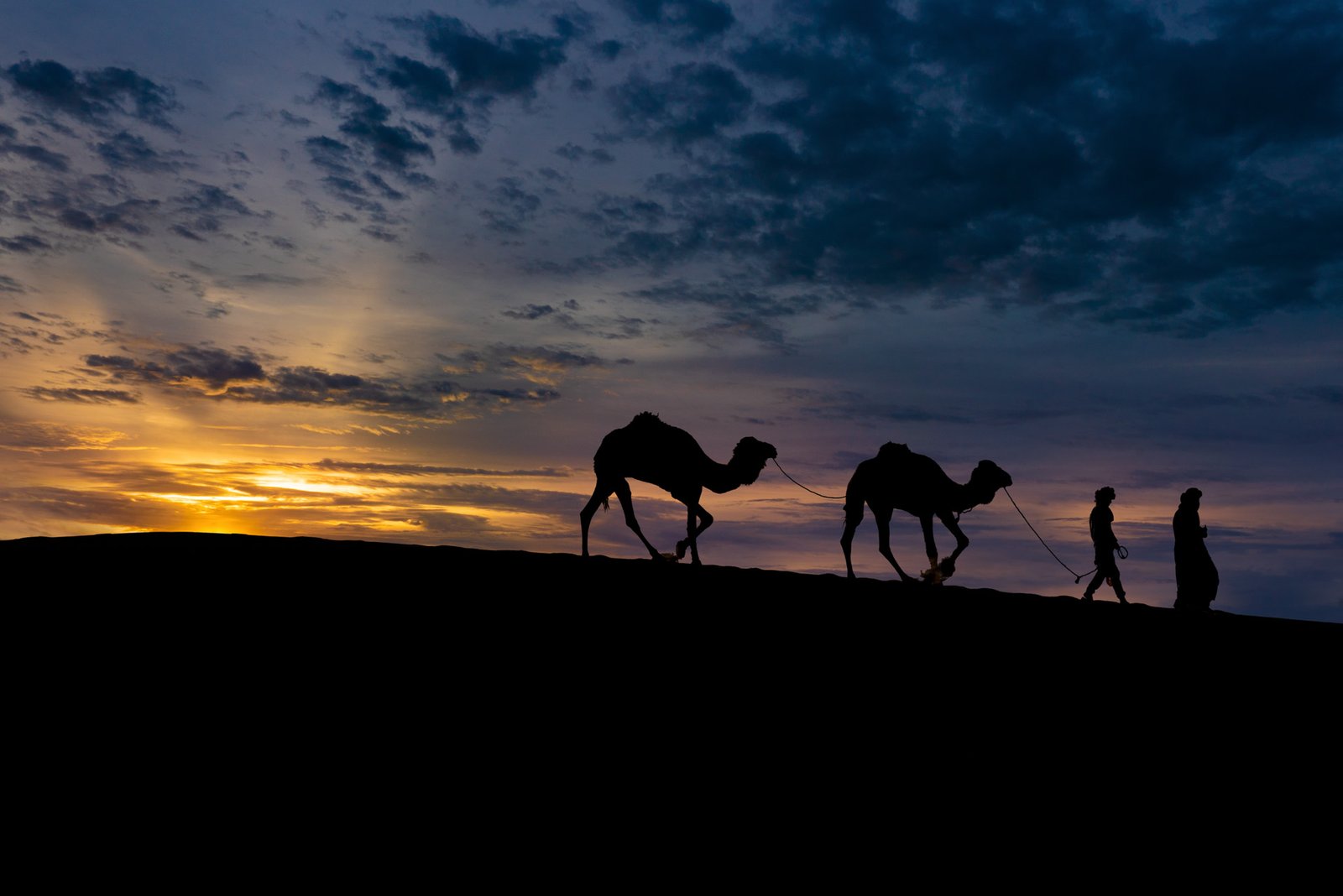 sahara camels 1