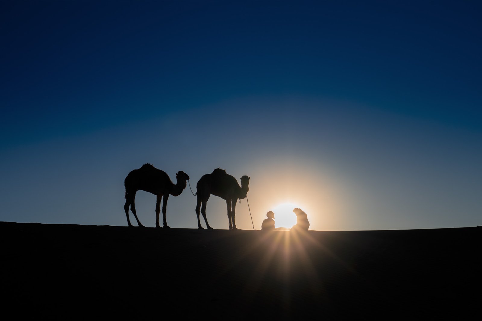 sahara camels 2